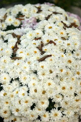 Bush white chrysanthemums