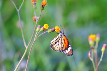 Monarch Butterfly with reed of grass and green environment background