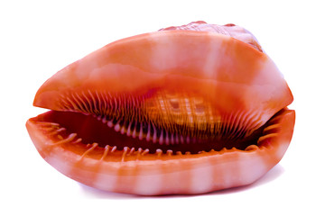 Shell, view from bottom isolated on white background