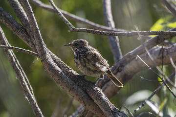 Bluethroat