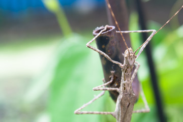 Stick Insect (Phasmatodea) male and female on green leaves backg