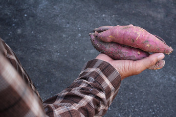 Sweet potato on hand