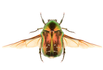 Cetonia aurata or Rose Chafer beetle isolated on white background, dorsal view with outspread wings