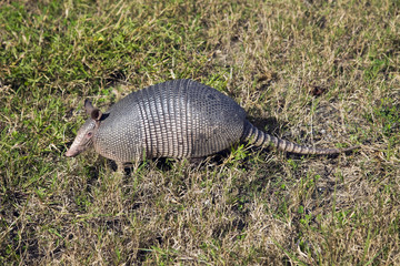 Armadillo