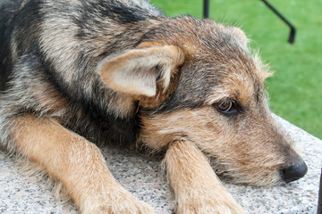  dog / A mixed-breed dog lying on a staircase