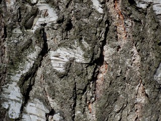 Birch tree bark texture