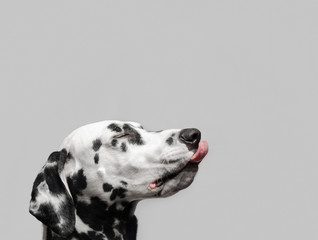 Dalmatian dog licked