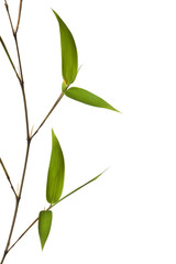 Fototapeta premium Bamboo Isolated on White Background