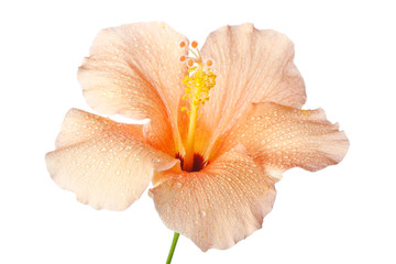 Hibiscus Blossom isolated on a white background - obrazy, fototapety, plakaty