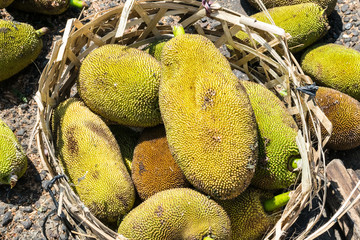 tropical fruits at market in bali / jackfruits in basket