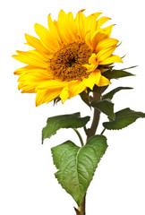 sunflower isolated