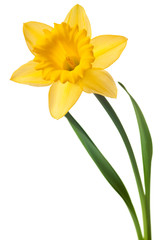yellow daffodil isolated - 95929801
