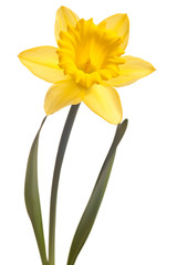yellow daffodil isolated © Christine