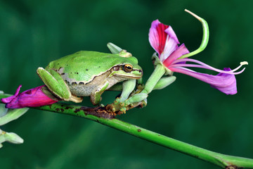 Treefrog