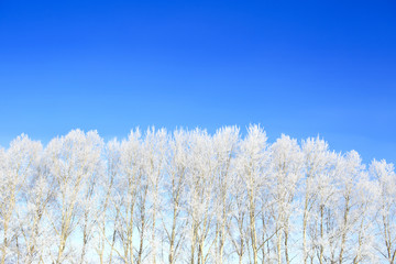Branch of a tree in snow against the blue sky