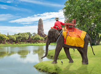 Fototapeta premium Elephant for Tourists in Ayutthaya, Thailand.