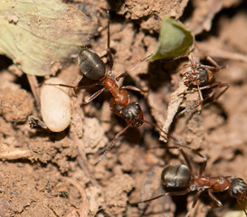 ants on the ground