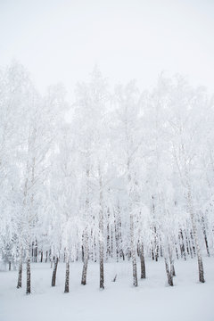 Fototapeta Birch trees in a snowy forest black and white