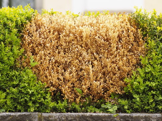 Abgestorbene braune Pflanzen inmitten einer Gartenhecke