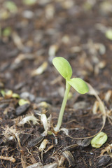 Sunflower seedling on the soil
