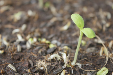 Sunflower seedling on the soil