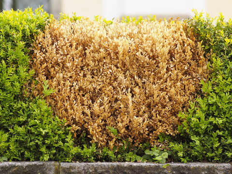 Abgestorbene braune Pflanzen inmitten einer Gartenhecke