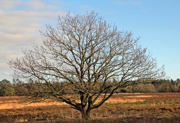 Tree on autumn