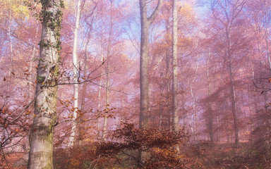 Natur Farbenfrohe Herbstwald im Nebelschleie 