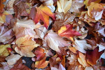 Herbstblätter rot