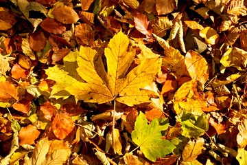 Autumn park ground with carpet from vivid autumn leaves, colorful maple leaf on beeches leaves.
