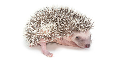 baby pygmy hedgehog , isolate