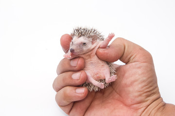 baby pygmy hedgehog on human hand © praisaeng
