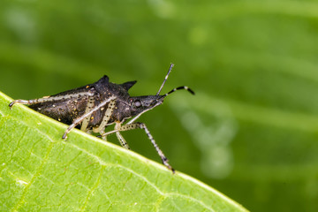 Beetle behind the leaf macro photo