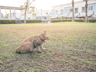 Cat in garden in village.