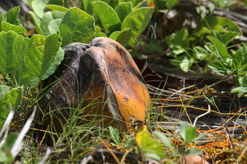 Dominican republic island, cocos
