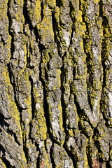 tronco di quercia