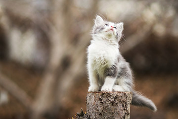 Naklejka na ściany i meble small kitten sitting on a stump