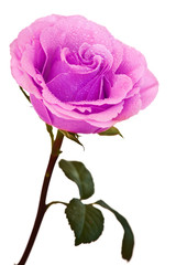 purple-pink rose isolated