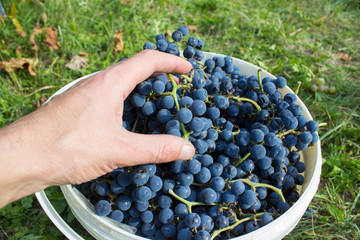 harvest of grapes