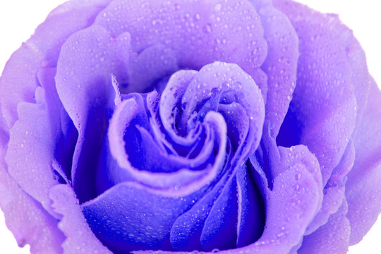 purple rose isolated