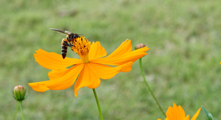 Obraz premium Bee collect pollen from yellow flower