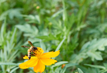 Bee collect pollen from yellow flower