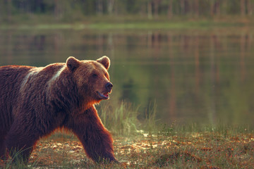 Big male bear walking in the bog at sunset