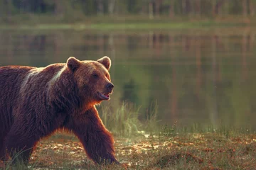 Fotobehang Big male bear walking in the bog at sunset © Juha Saastamoinen