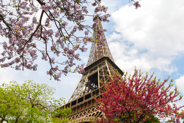 Eiffel tower surrounded by the spring flowers