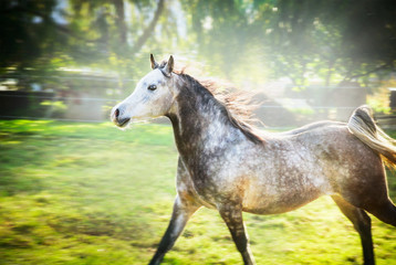 Obraz na płótnie Canvas Gray stallion running gallop on summer or spring nature background