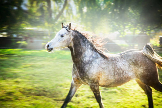 Gray stallion running gallop on summer or spring nature background