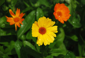 English Marigolds with Raindrops