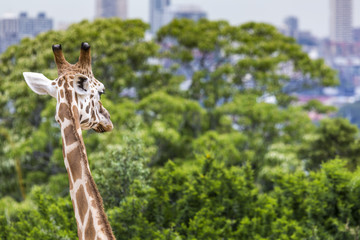 Giraffe head with neck over green background