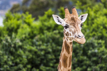Fototapeta premium Giraffe head with neck over green background